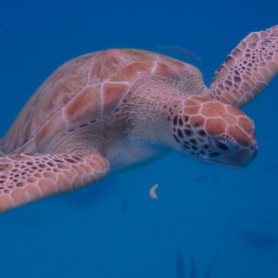 Turtle